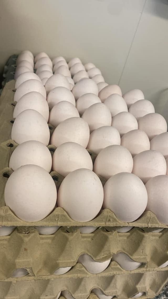 Ferske gårdsegg fra Skogløkka – frittgående høner